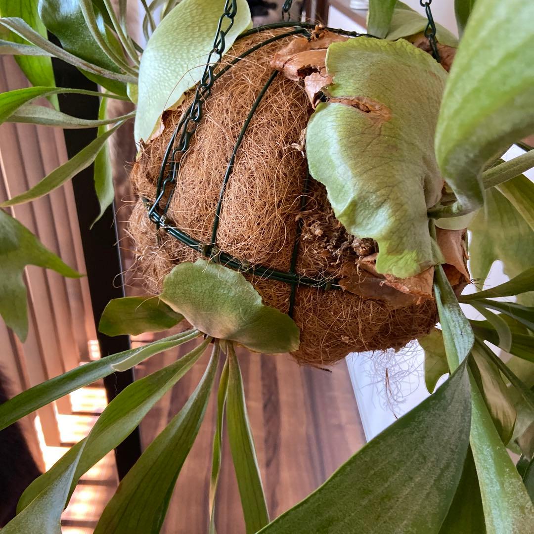 ビカクシダ 吊り鉢 大きめ 緑色 - メルカリ