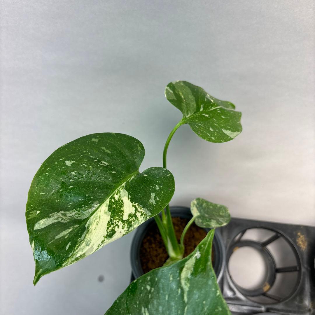 K*様 10株セットms05【特別選抜】モンステラ・タイコンステレーション 斑入