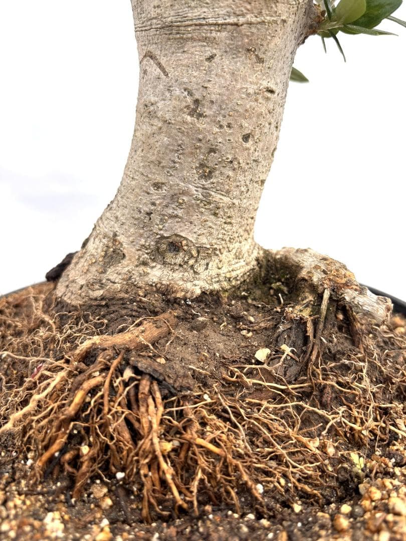 オリーブの木 盆栽風 ルッカ 8号 約40cm NO.766 人気品種 現品掲載