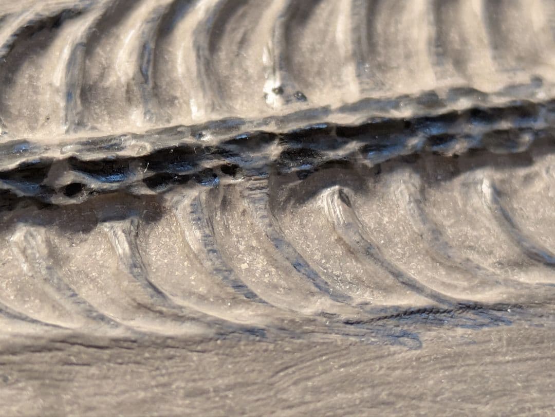 ケイチョウサウルス 化石 博物館級 地学 標本 - メルカリ