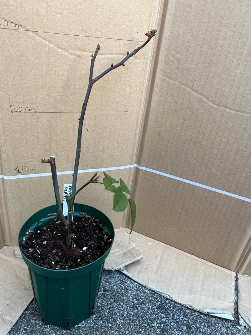 「古澤　蓮」切り花品種バラ苗　レア　4点