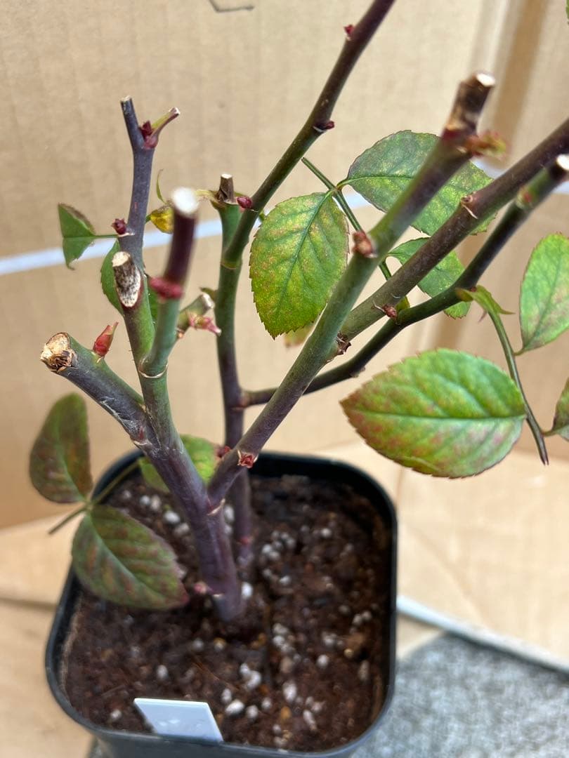 「古澤　蓮」切り花品種バラ苗　レア　4点