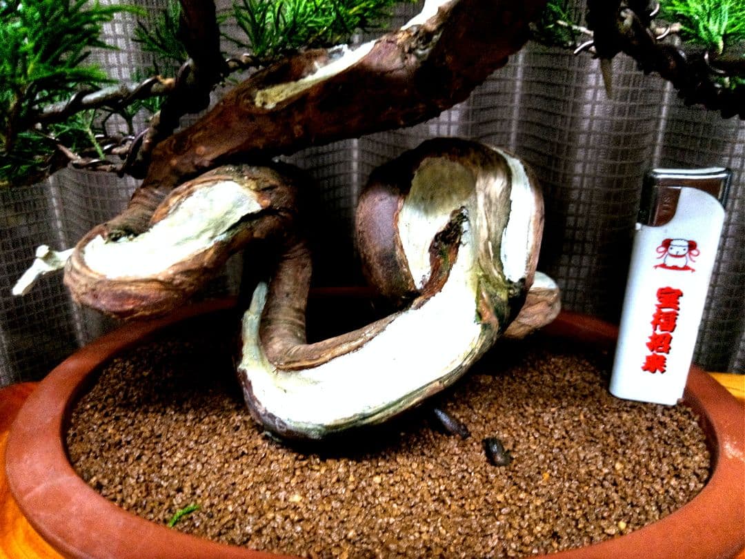 貴風 糸魚川真柏盆栽】 ⭕幹曲一級品❗ ☆あきちゃん様…