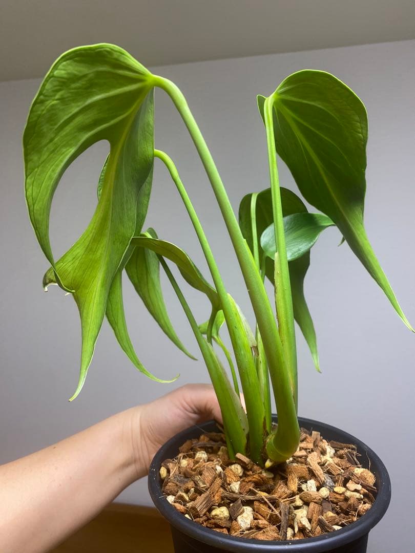 棚整理セール‼️】モンステラ バールマルクス 希少 レア 人気