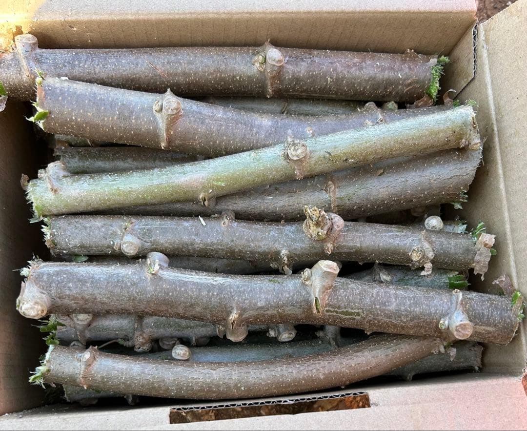 官能的な旨味と甘味。超高級☆キャッサバ・ゴールドSS☆挿し木枝。60