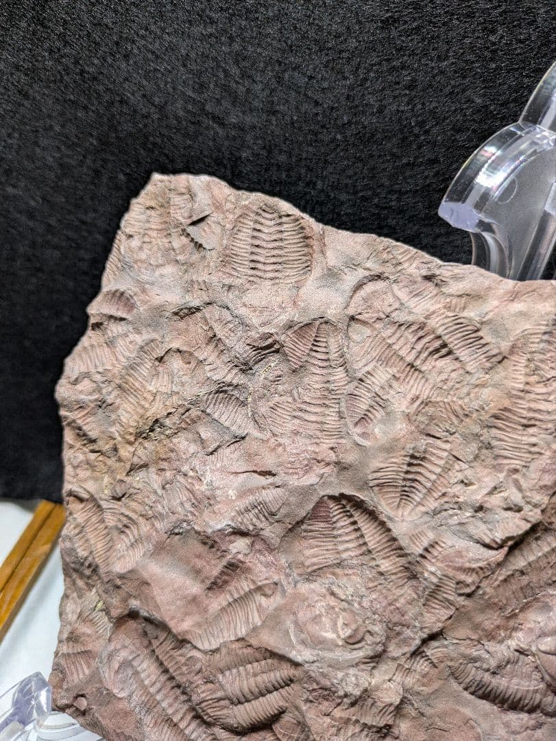 博物館級 三葉虫 群生 化石 標本 地学