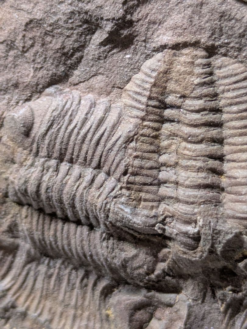 博物館級 三葉虫 群生 化石 標本 地学