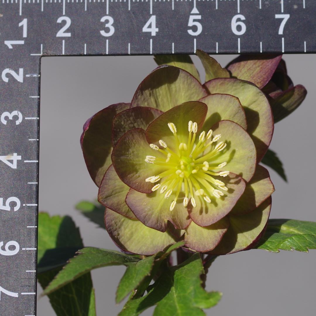 マリアルーベンス 強香 希少！ クリスマスローズ開花 加藤農園 7388