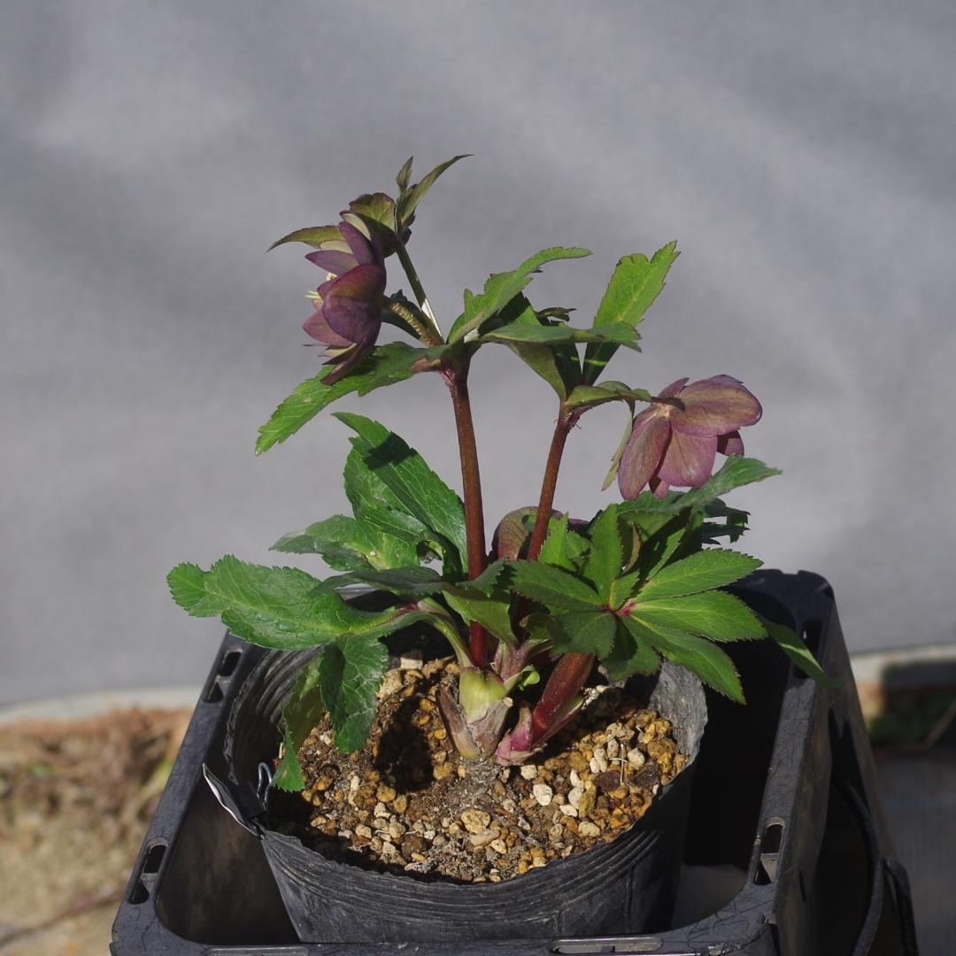 マリアルーベンス 強香 希少！ クリスマスローズ開花 加藤農園 7388