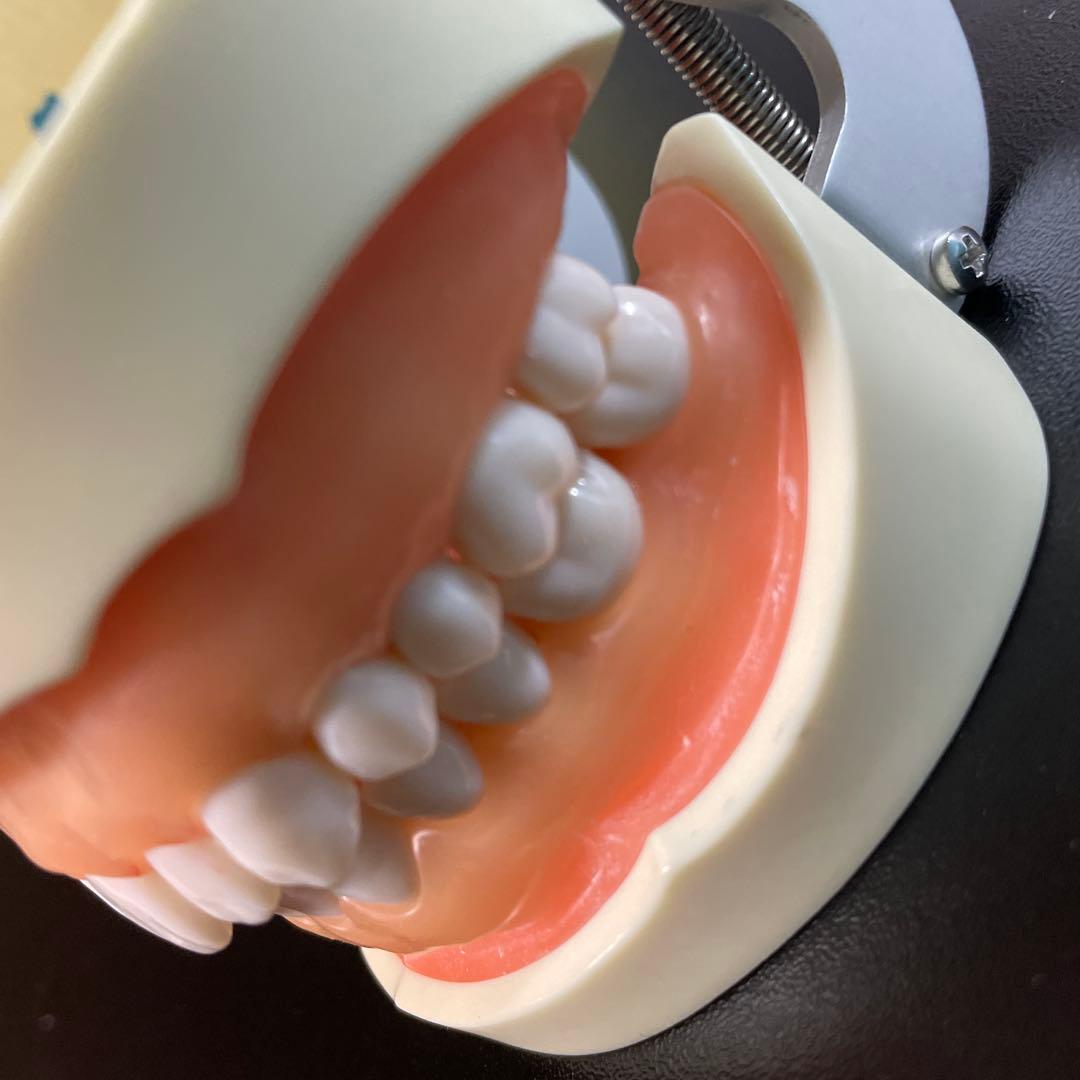 NISSIN歯科模型ニッシンデンタルモデルD18FE-500A-QF全て未形成歯