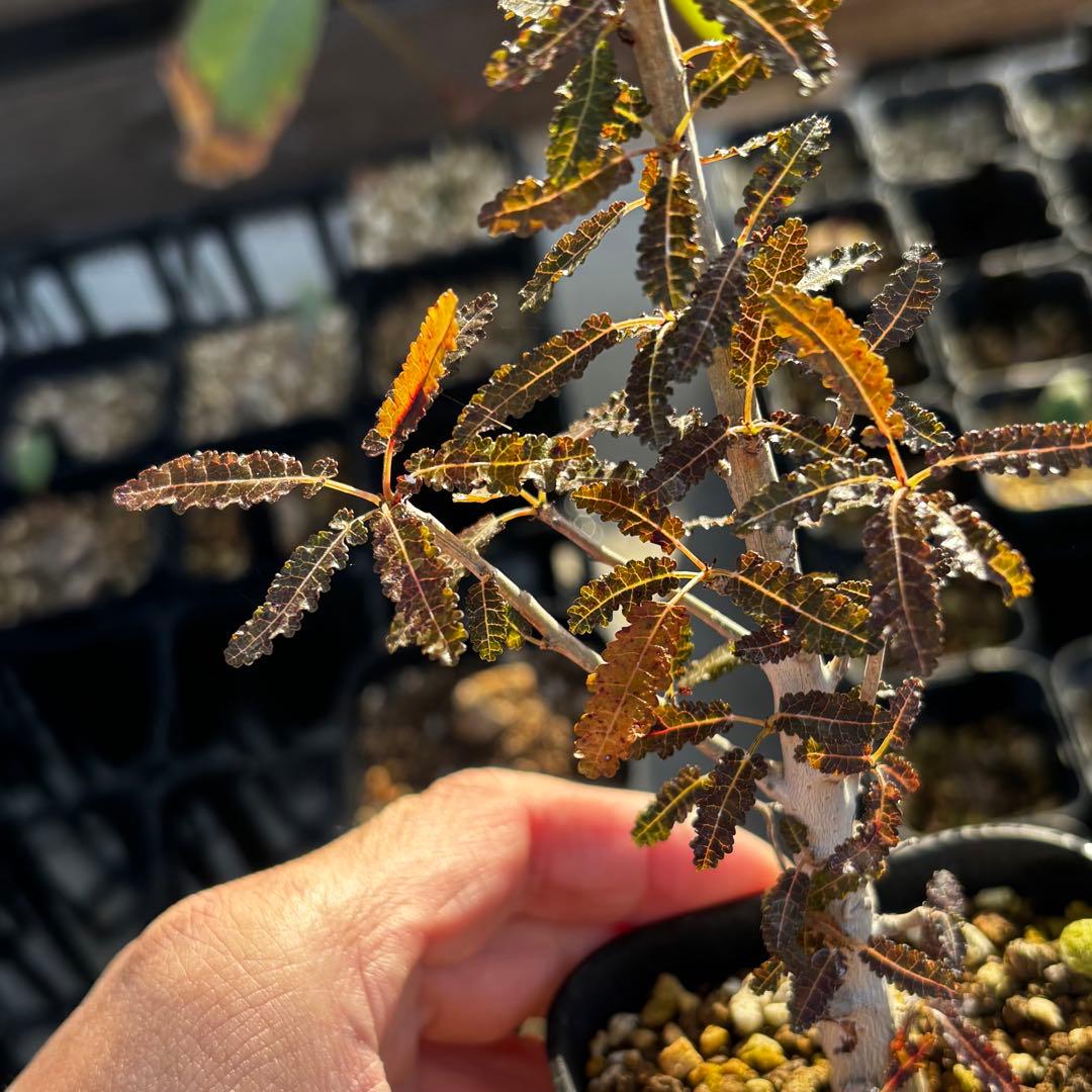 美株 希少 実生 選抜株 ボスウェリア ナナ 塊根 灌木 コーデックス 枝振充実