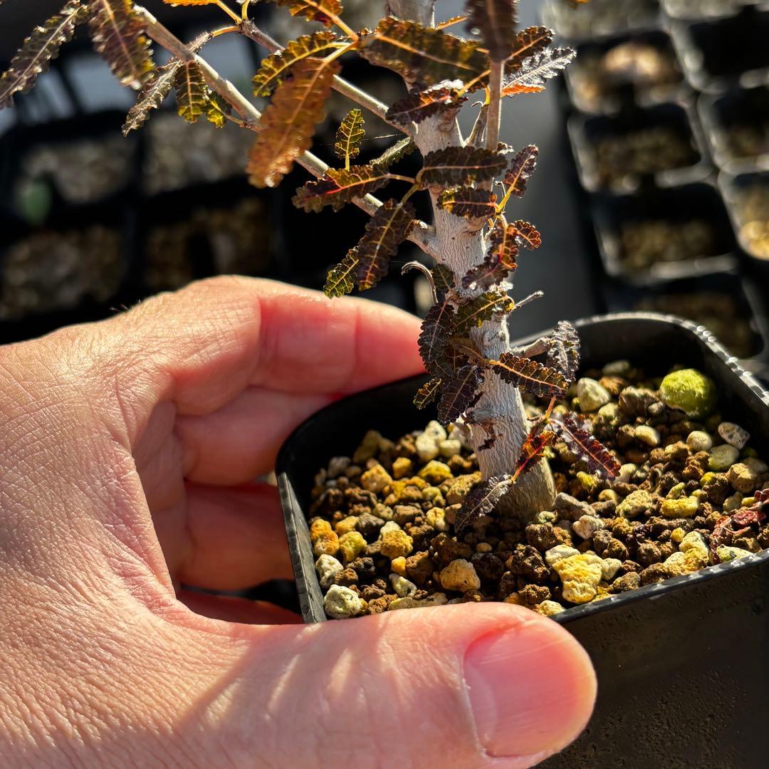 美株 希少 実生 選抜株 ボスウェリア ナナ 塊根 灌木 コーデックス 枝振充実