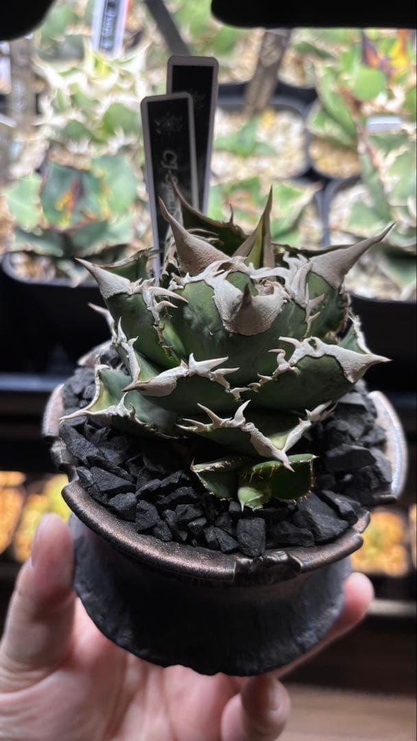 【発根済み】アガベ　CJ-Special 子株　検索)大白鯊、Ivory wa