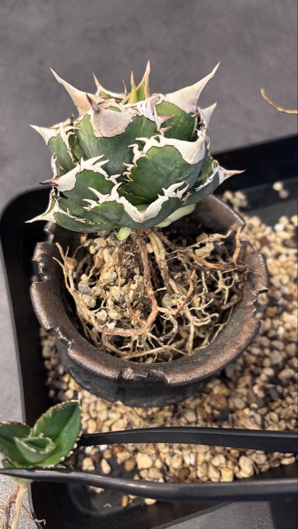 【発根済み】アガベ　CJ-Special 子株　検索)大白鯊、Ivory wa