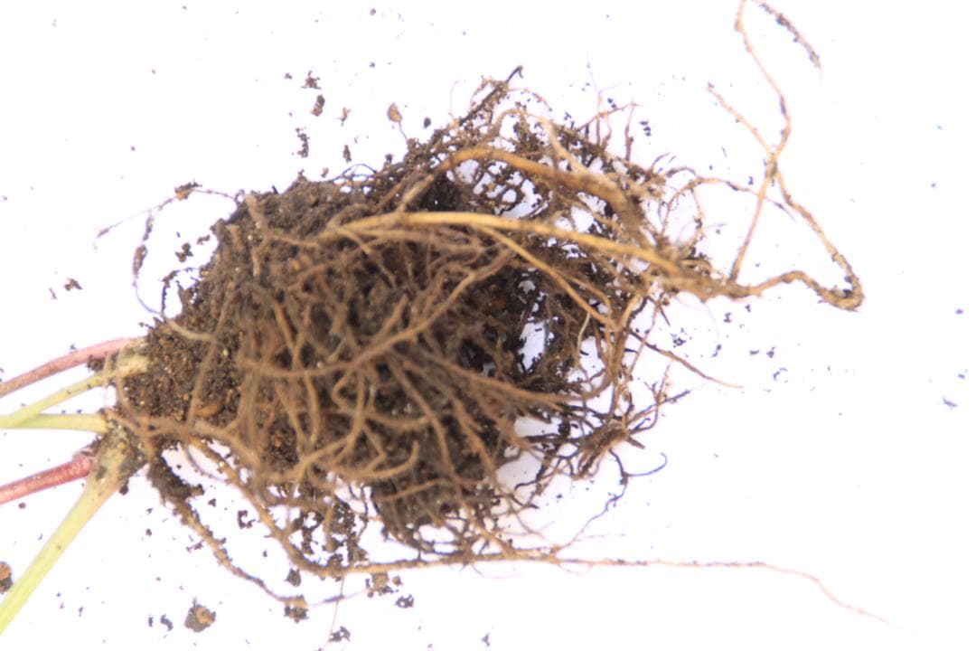 くり様ご確認用 クリスマスローズ未開花株（株分け 小さめ） - メルカリ