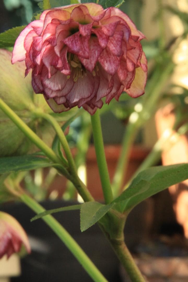 くり様ご確認用 クリスマスローズ未開花株（株分け 小さめ） - メルカリ