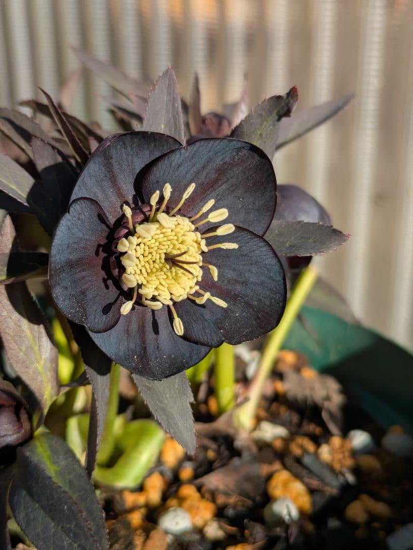 広瀬園芸】クリスマスローズ ブラック シングル（SS） 3年管理充実株6