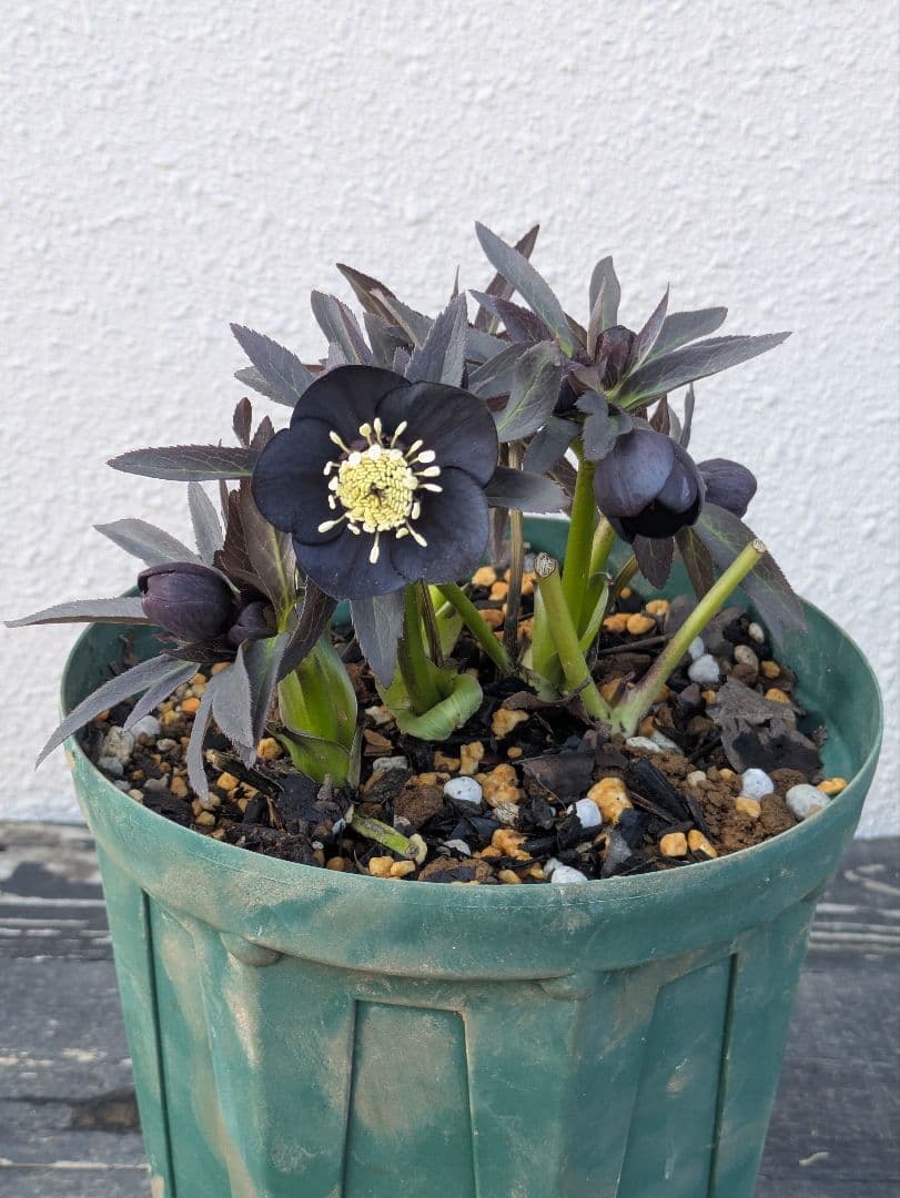 広瀬園芸】クリスマスローズ ブラック シングル（SS） 3年管理充実株6