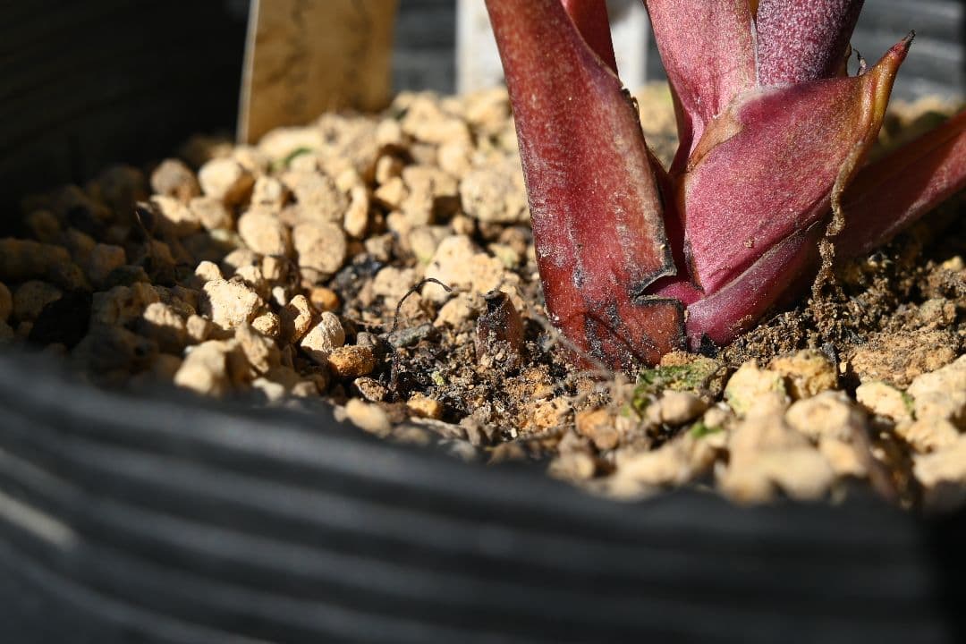 クリスマスローズ 認定ddレッドゴールドルビーフラッシュ 加藤農園