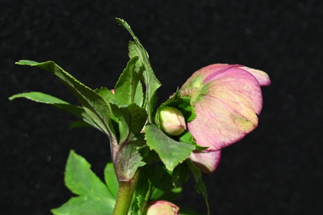 クリスマスローズ 認定毬姫モーリーsd多弁レッド 加藤農園 - メルカリ