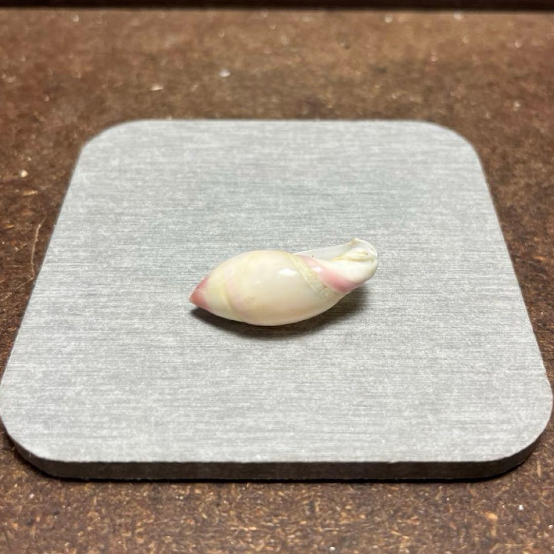 オ*ラ様 ラスト1点　激レア　美品　熊本県産　マボロシリュウグウボタル