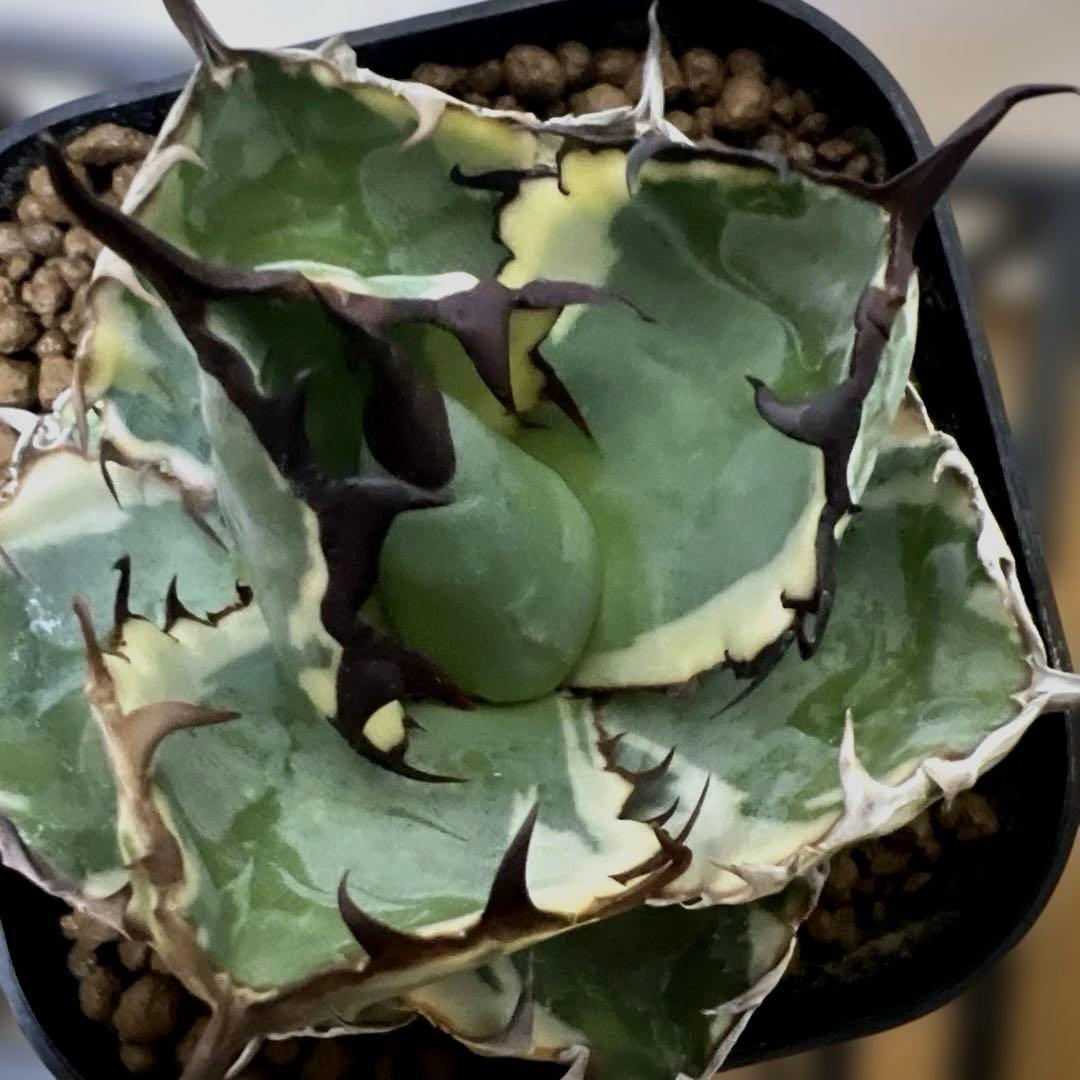 アガベ 鉢植発送 BB錦 斑入り 極上血統 希少株 スペシャル個体 超