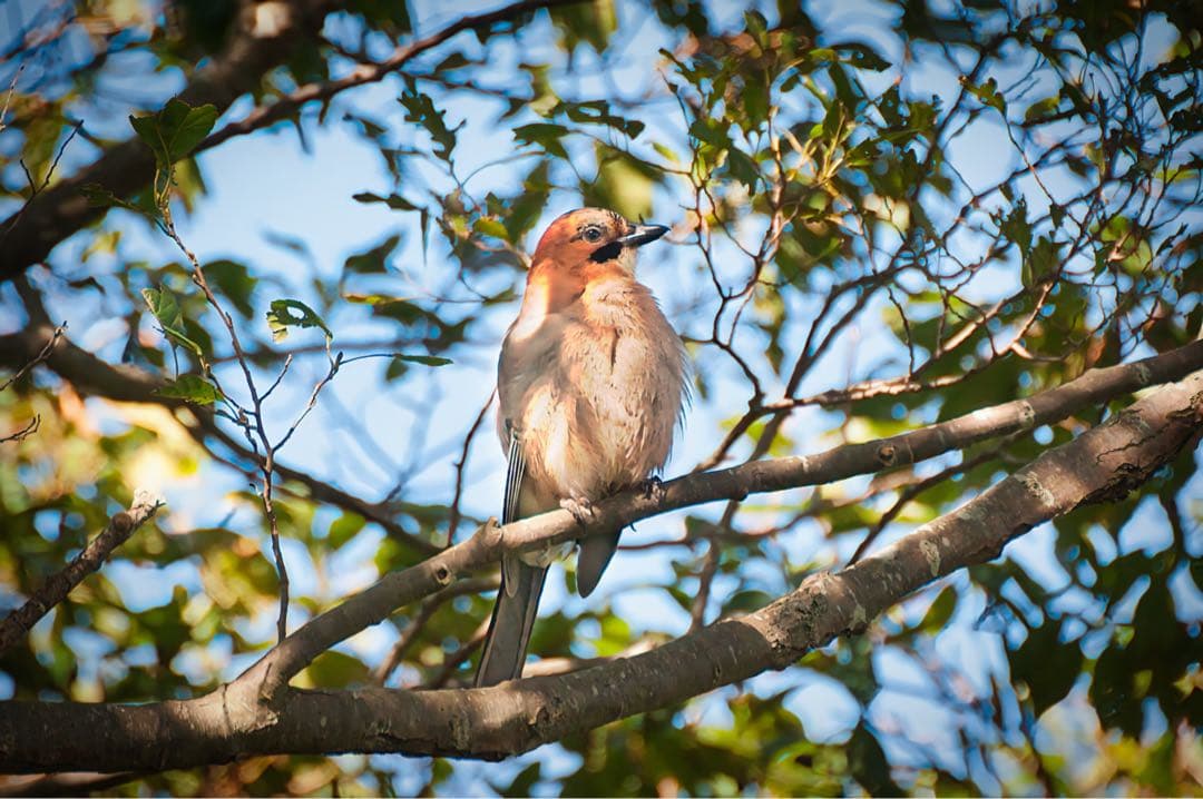 （ニコンＦマウント用超望遠レンズ）SIGMA135-400mmf4.5-5.6