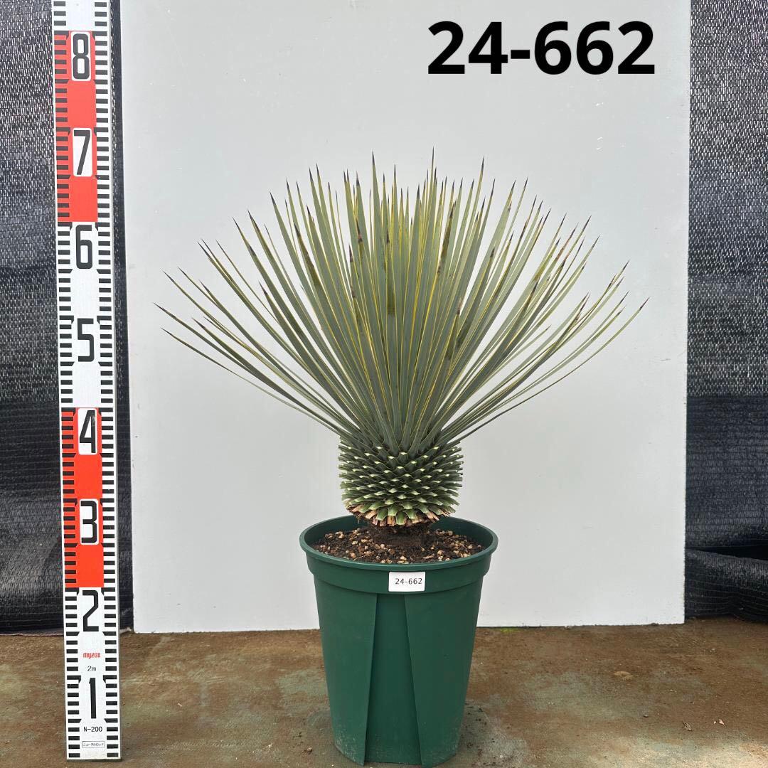 ユッカ　ロストラータ【24-662】超美形　シルバーブルー ユッカ ロストラータ 以前ご紹介したとてもブルーが美しい個体 ご来店