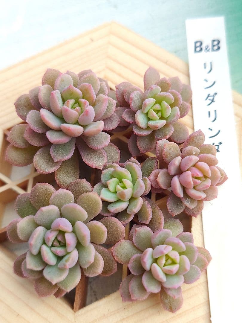 多肉植物 リンダリンダ（カット苗）ぼのぼのさん苗 札無し - メルカリ