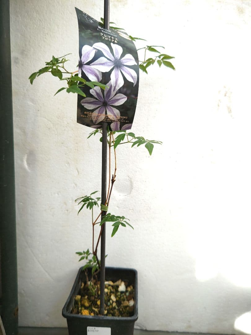 クリスマスローズ 大木ナーサリー foujita フジタ ss 未株分け 6号