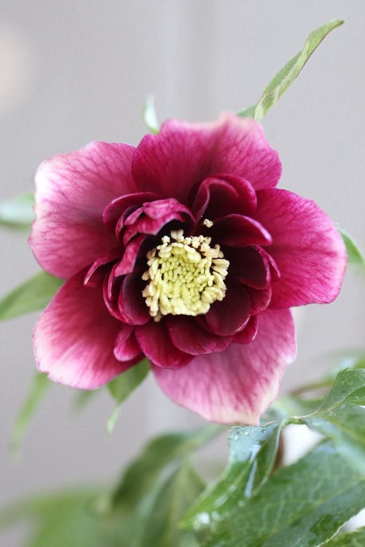 ♡広瀬園芸♡DDクリムゾンレッド 極上 ソレイユ系 - メルカリ