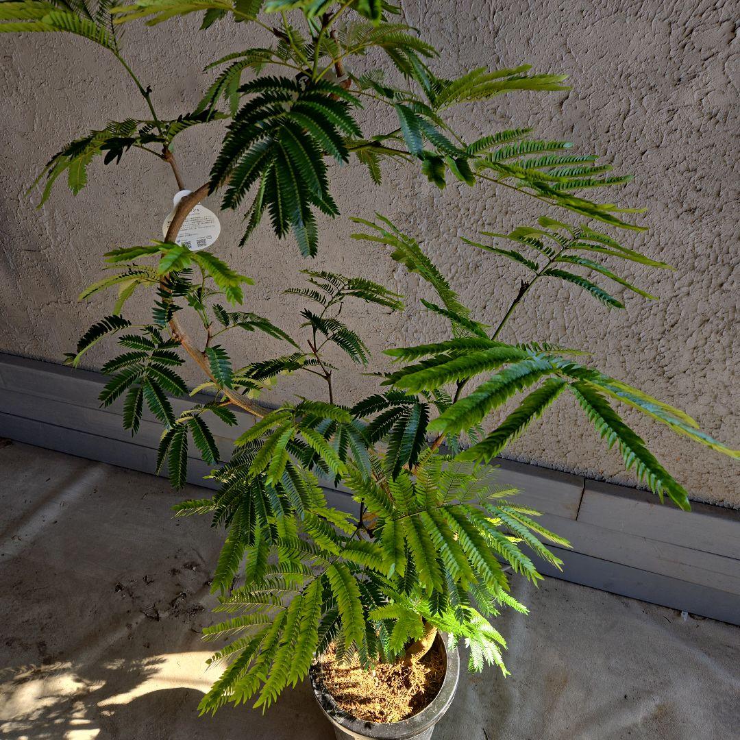 ⑪ エバーフレッシュ曲がり仕立て 8号特大苗木最高等級極上品‼️