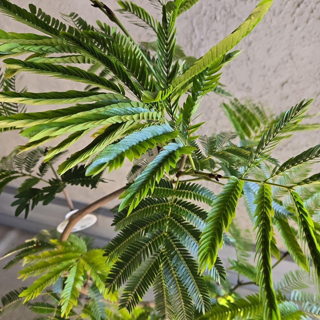 ⑪ エバーフレッシュ曲がり仕立て 8号特大苗木最高等級極上品‼️