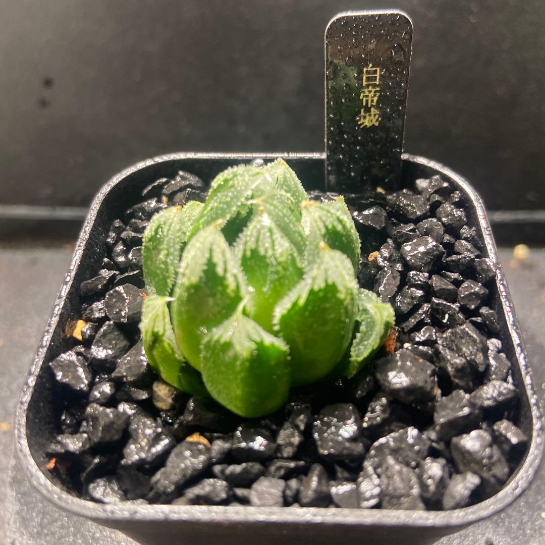 訳あり価格(未発根)ハオルチア 白帝城 - メルカリ