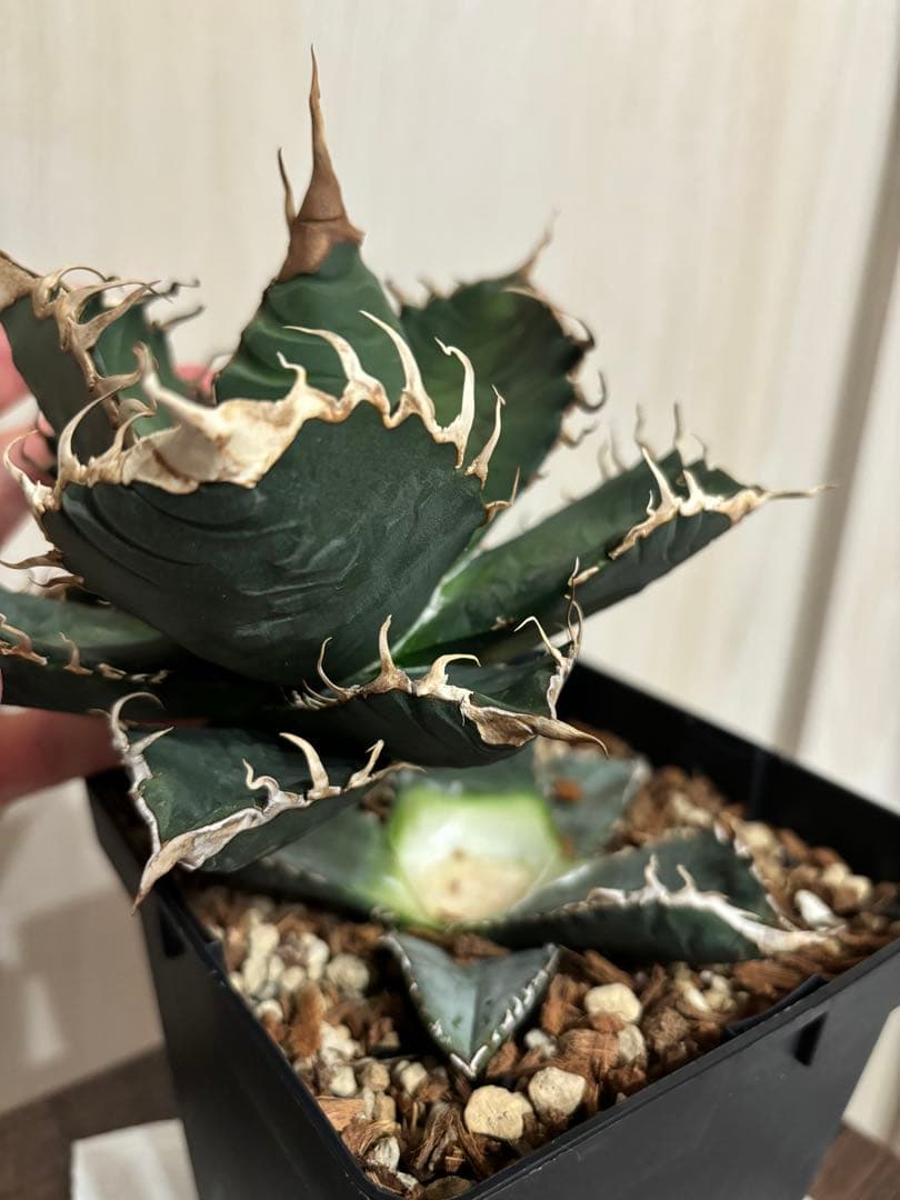 本日出品終了】 アガベ チタノタ 悪魔くん スーパーチタノタ BAKEMONO