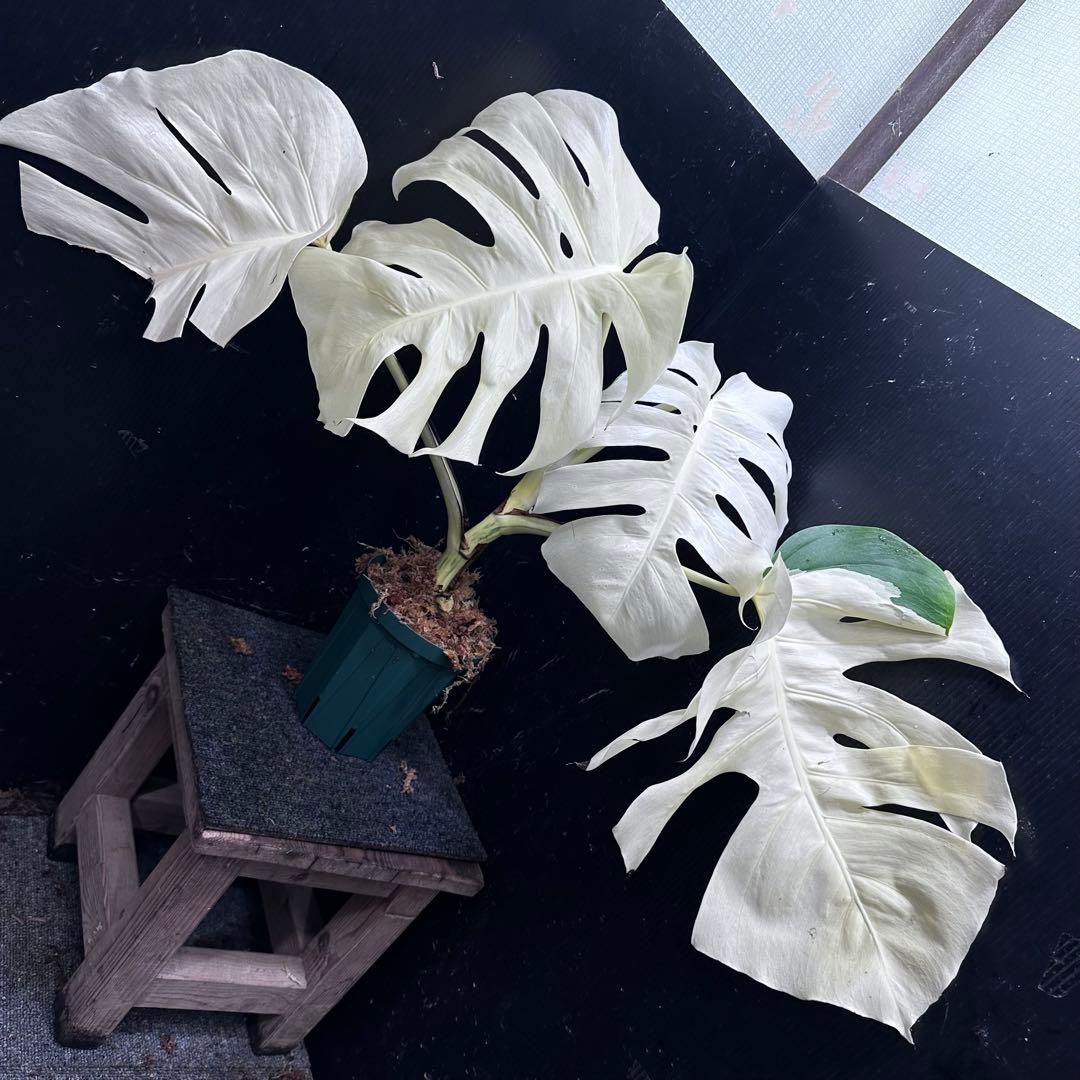 m*o様 斑入りモンステラ極上ホワイトタイガーフルムーン4号鉢植え発根