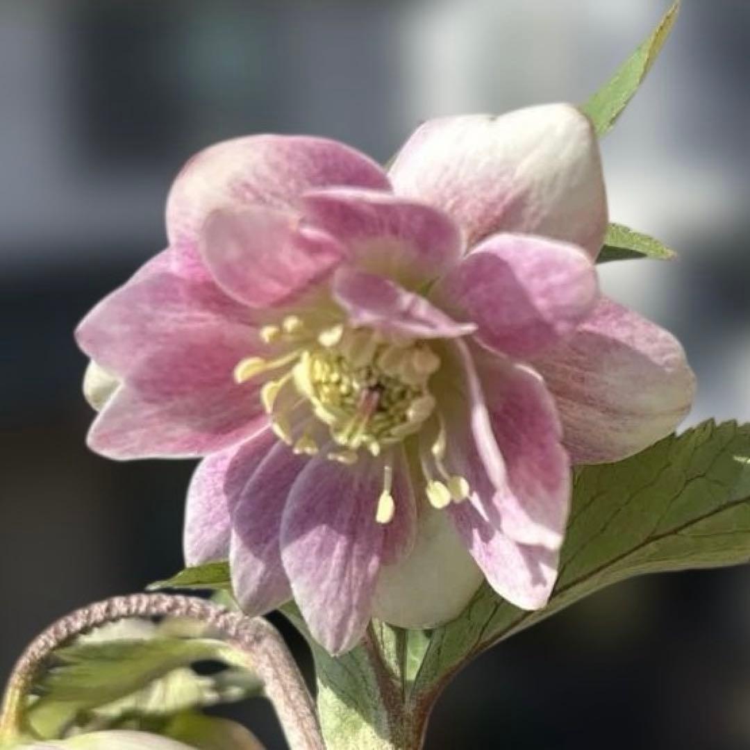 いろはhyb dd 大木ナーサリー クリスマスローズ タグ付き 現品 開花株