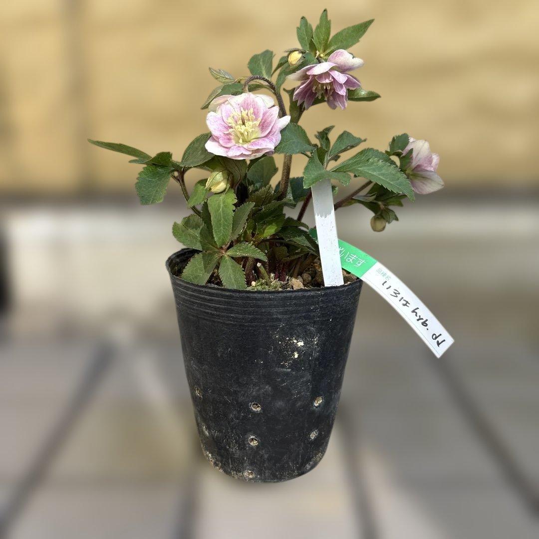 いろはhyb dd 大木ナーサリー クリスマスローズ タグ付き 現品 開花株