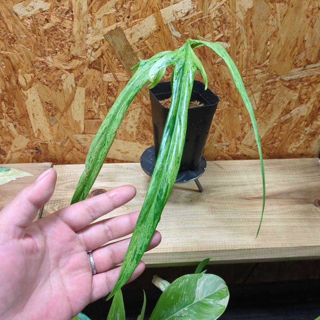 N*S様 Philodendron Holtonianum variegated - メルカリ