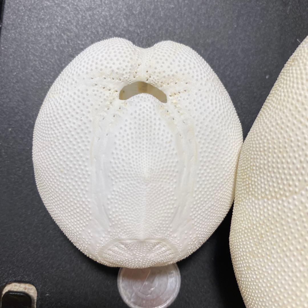 ライオンブンブク ライオネスブンブク ウニ標本 ウニ殻標本 標本