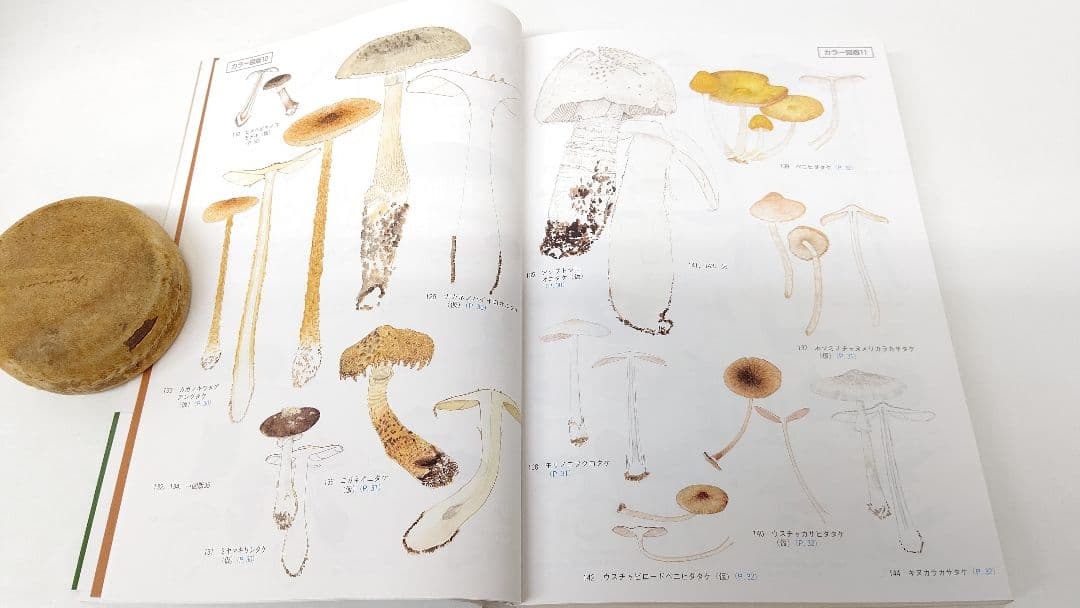 新版 北陸のきのこ図鑑 ＋ 追補 北陸のきのこ図鑑 付石川県菌蕈集録