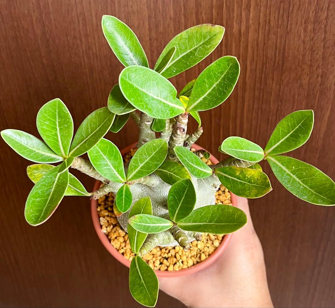 激レア/ドワーフ/超極太/塊根】アデニウム アラビカムV2ハック鉢植えB