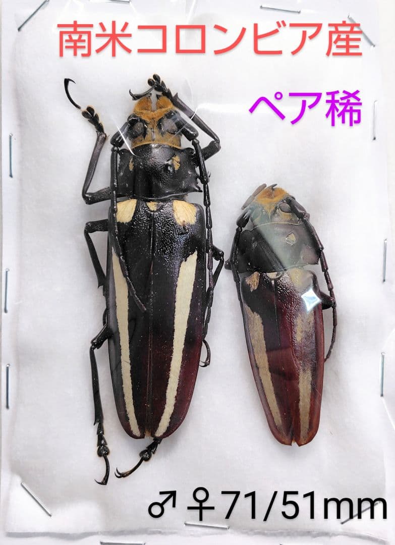 レモネイトゲウスバカミキリCalli- lemoinei ♂♀ 71/51mm レモネイトゲウスバカミキリCalli- lemoinei ♂♀ 71/51mm レモネイト