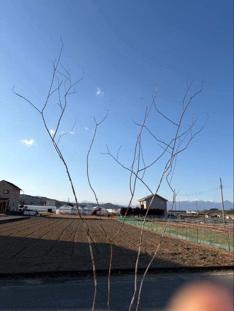 山採り アオダモ 株立ち 4本立ち 自然樹形 - メルカリ