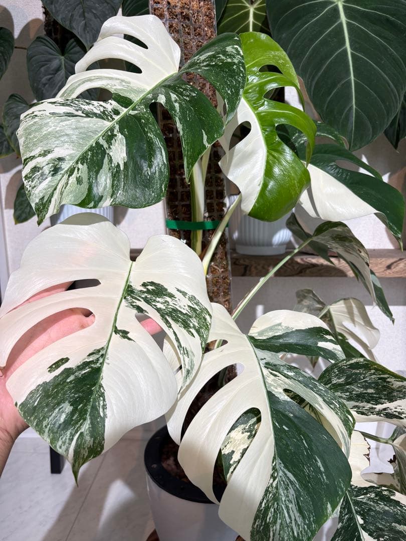 ち*か様 5株セットL034 モンステラ バールマルクスフレーム