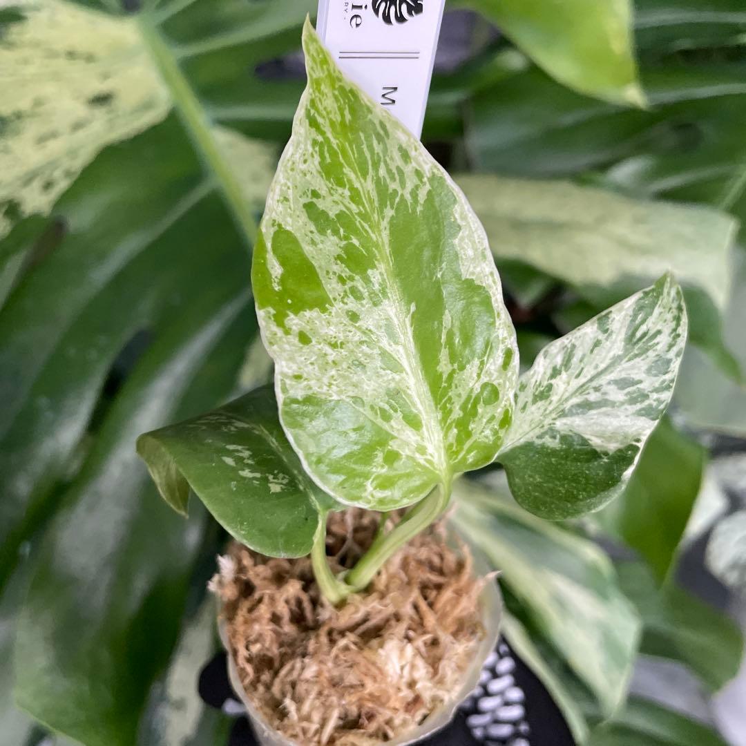 MB1 モンステラ デリシオーサ ベトシオーサ 2寸ポリポット ネコポス発送