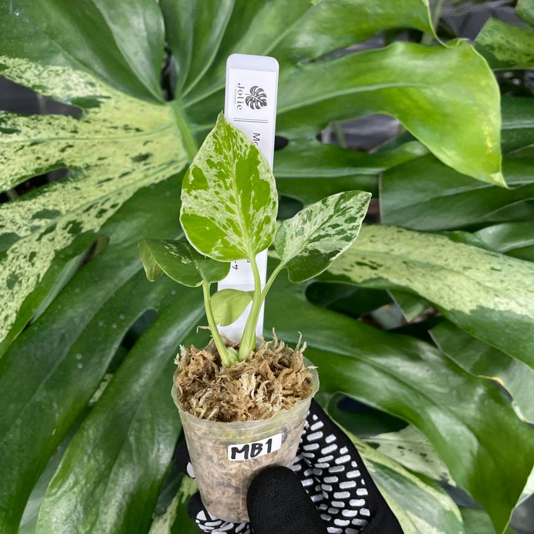 MB1 モンステラ デリシオーサ ベトシオーサ 2寸ポリポット ネコポス発送