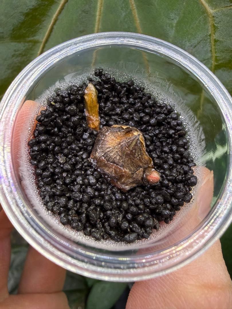 アロカシア リーガルシールズオーレア斑入り小芋 - メルカリ