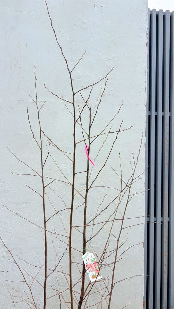 希少。赤花エゴノキピンクチャイム株立ち1.8M(鉢底から)品番B - メルカリ