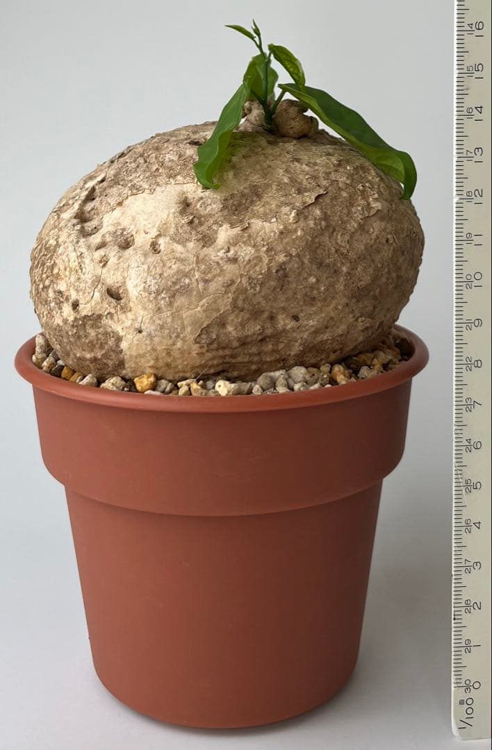 激レア/大株/塊根植物】アデニア ペナンギアナ 鉢植え - メルカリ